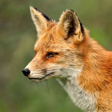 olxredfox|'olxredfox' Search .